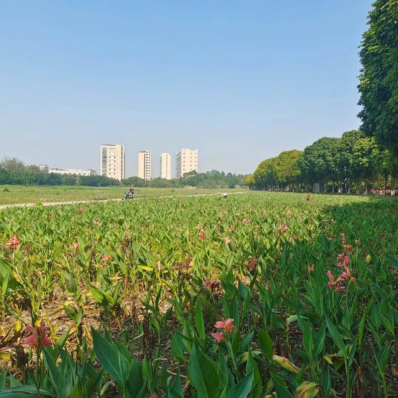東莞生態(tài)園 都市綠肺，自然與科技交融的休閑勝地