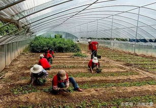 飛躍濟南 瞰成就 | 農業篇之六 桃花源農業生態園 繪就都市近郊生態農業新畫卷